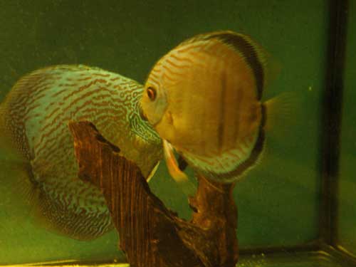 24,08,2008-008-snake-skin-g.jpg