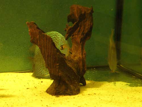24,08,2008-011-snake-skin-g.jpg