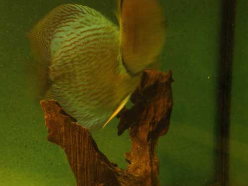 24,08,2008-009-para-snake-s.jpg