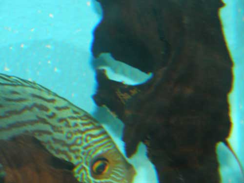 24,08,2008-007-snake-skin-g.jpg