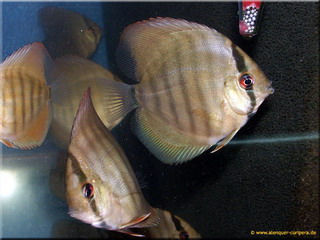 P1G4d8801_Größenveränderung.jpg