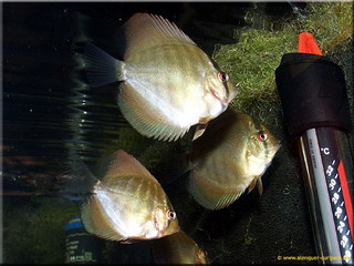 P1G4d5403_Größenveränderung.jpg