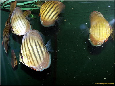 050611_01_Größenveränderung.jpg