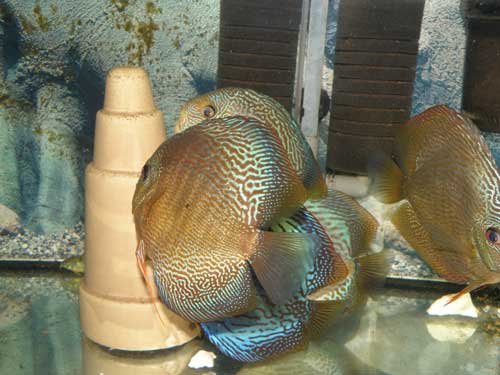 8,2008-011.jpg