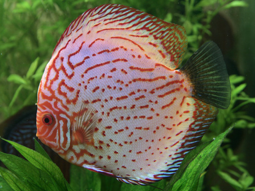 samiczka pigeona 1.jpg