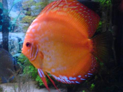 DSC00010.jpg