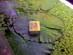 20081102018_edited-4.jpg
