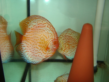 DSC03812.JPG