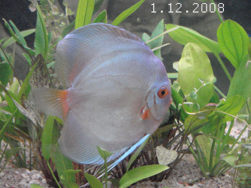 1.12.2008.jpg