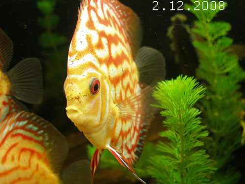 2.12.2008.jpg