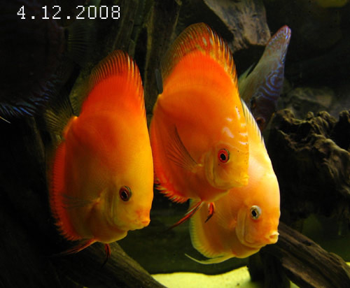 4.12.2008.jpg