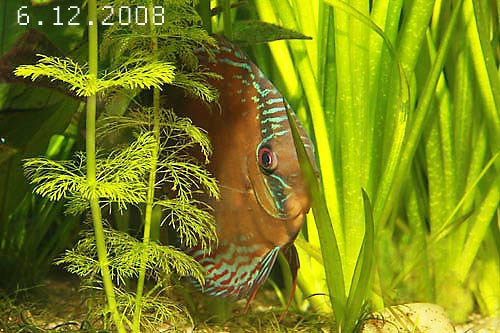 6.12.2008.jpg