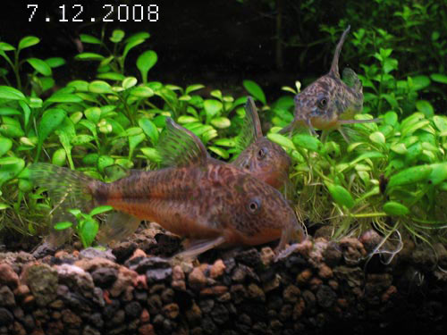 7.12.2008.jpg