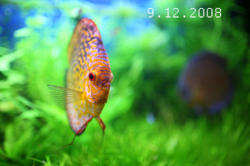 9.12.2008.jpg