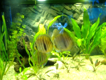 DSCF3166.JPG