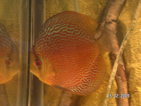 PICT0001samiec.jpg