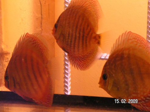 PICT0002mlode12.jpg