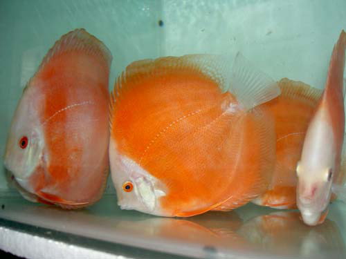 golden red diamond.jpg