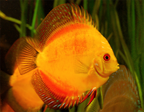 Solid-Fire-Red.jpg