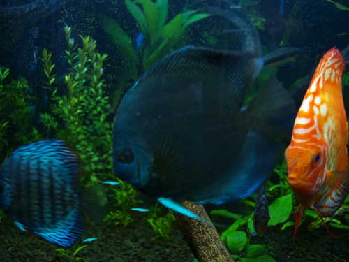 blue.jpg