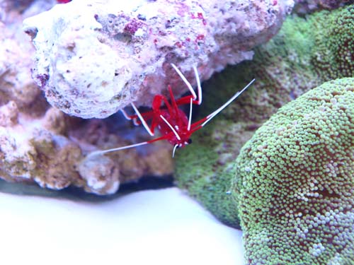 red.jpg