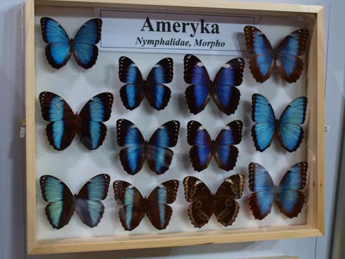 motyl1.jpg