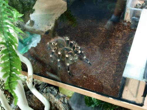 spider.jpg