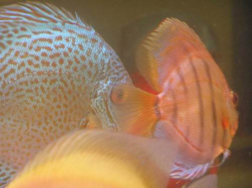 super turcus i blue.JPG